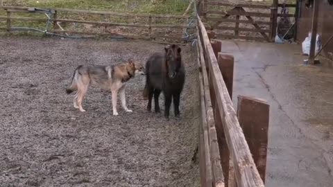 This playful dog truly thinks he's one of the horses