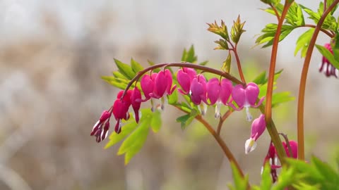 Nature short video Flower petals heart