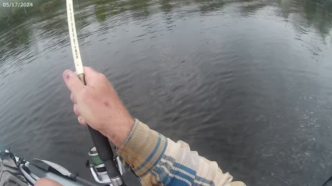 Live bait striper fishing