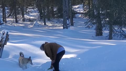 Flirt and Phoebe chasing tennis balls in the snow