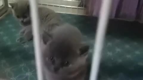 Two gray kittens are very cute