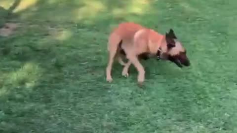 Dog fight with bird