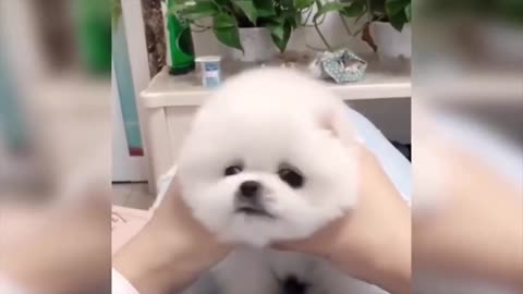 Tricks with a cute puppy