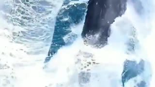 The most spectacular whale jump