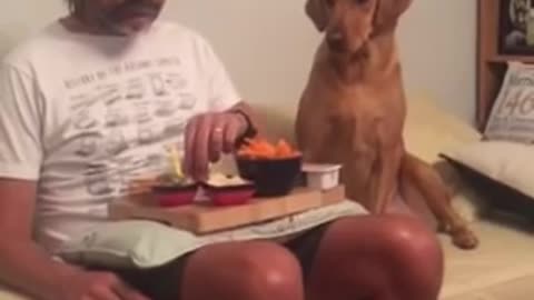 Dog looks at its owners' plate of food and then looks away as he gets caught