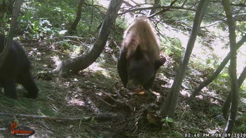 Bear with cubs has lunch