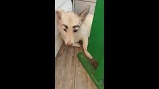 Cute Stray Dog With Eyebrows Rescued After Viral Success