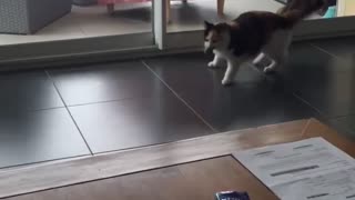 Wow, this cat brings the ball back to you!!!