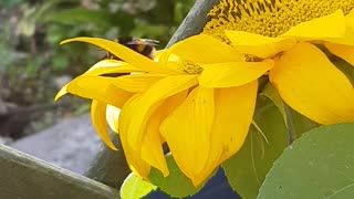 Bumblebee Foraging on a Sunflower