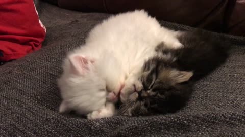 Kitten sister cleaning her kitten brother