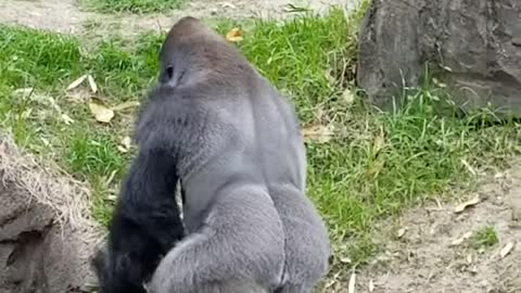 Zola the gorilla shows his back in Dallas Zoo