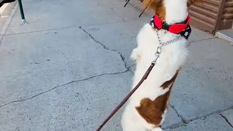 Cute dog ( How to pass people without getting noticed) #shorts