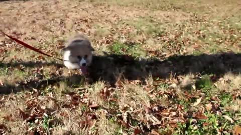 Fluffy Corgi Puppy Running In The Park