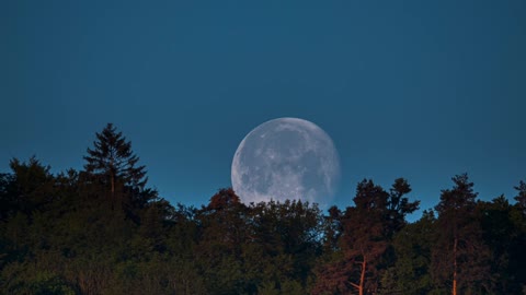 Moon Full Moon Moon Moon Moon Trees Forest Forests