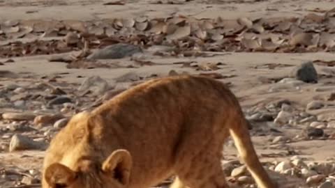 Playful little desert lion cubs