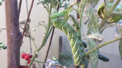 Tomato Hornworm is a pest.