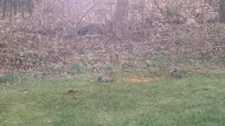 Squirrels stealing deer feed