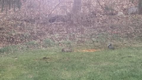 Squirrels stealing deer feed