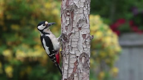Spotted woodpecker