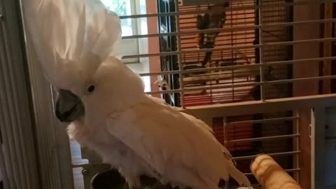 Cockatoo loves to dance along with her owner