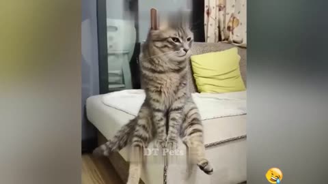 Best Funniest Cats 😹 - Don't try to hold back Laughter 😂 Funny Cats 2023 #44