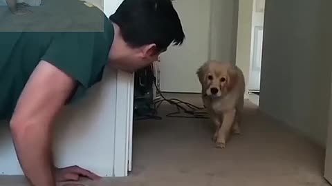 Dog playing hide and seek with owner