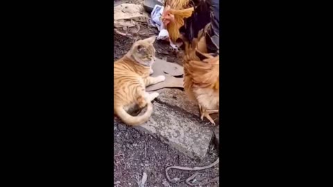 Funny Animal Videos