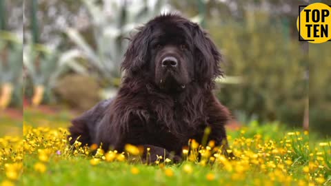 Top 10 Big Dog Breeds