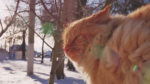 Old homeless red cat on the street. Close-up portrait cute American short hair cat. Cute cat face