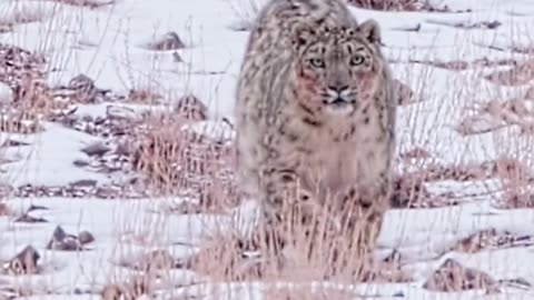 Snow leopard in the snowy mountains