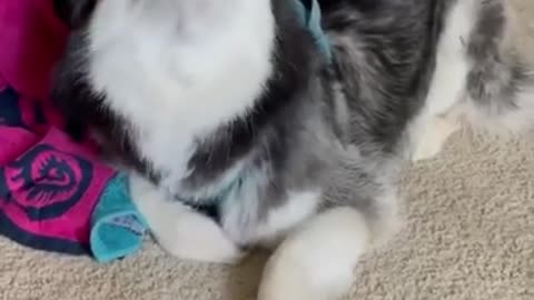 Husky singing