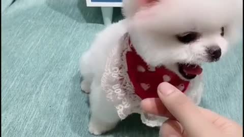 A small white dog playing funn