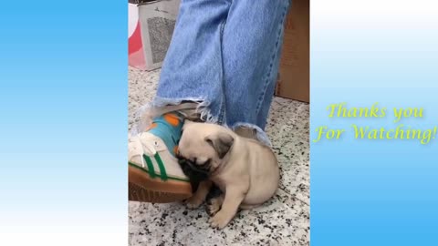 cutest pets And funny animals compilations 2021