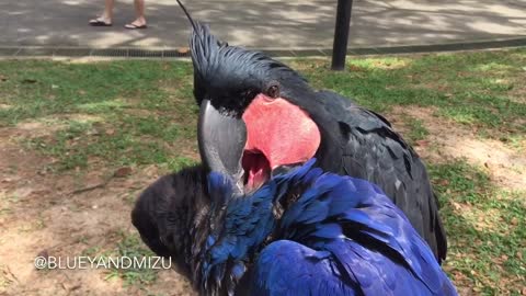 Bluey & Mizu: The most exotic pairing of parrot friends ever