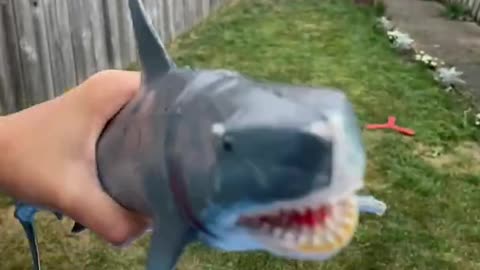 Shark