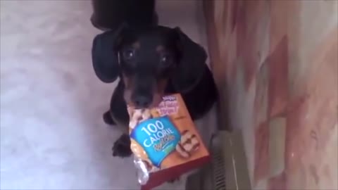 Ultimate Funny Dogs Stealing Food Compilation