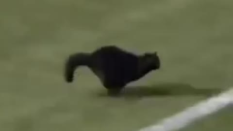 Cat in football ground🤔🐱Most Viral Cat on the internet! 🐶