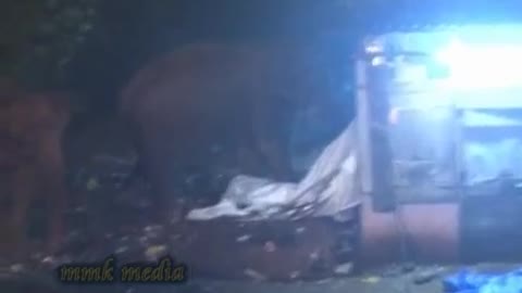 ELEPHANT ATTACK IN SABARIMALA.mpg [SiGator]