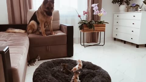 German Shepherd Shocked by Tiny Kittens occupying dog