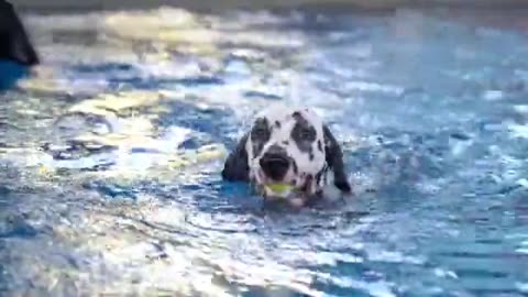 Dog swimming on pool