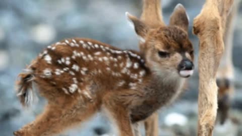 Deer plying with cute baby