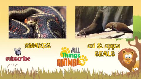 Educational animal video for kids