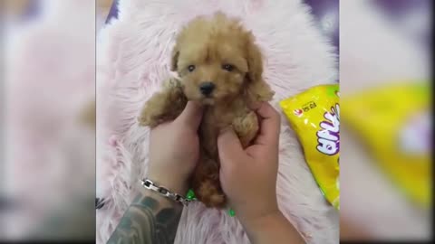 Baby Dogs - Cute and Funny Dog Videos Compilation