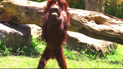 Monkey Doing exercise|Orangutan Stretching in a Forest