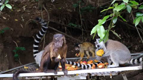 cute monkey 🐒 beautiful video