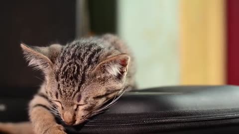 Cutie Cat Sleeping