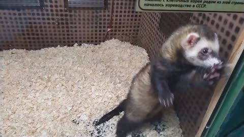 Ferret in the zoo