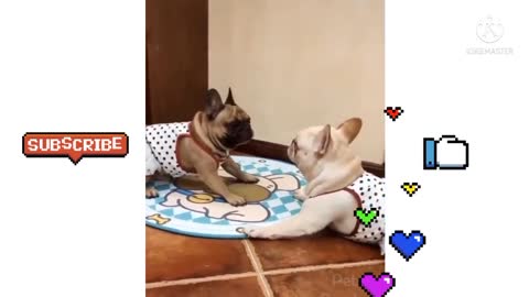 Cute Animal Funny Videos 😂😂😂