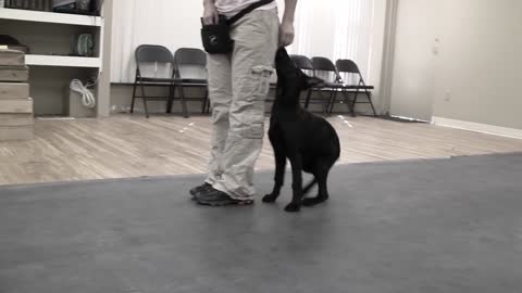 How to Train a Dog to "Heel"