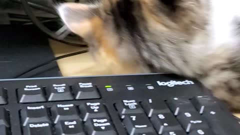 Office kittens
